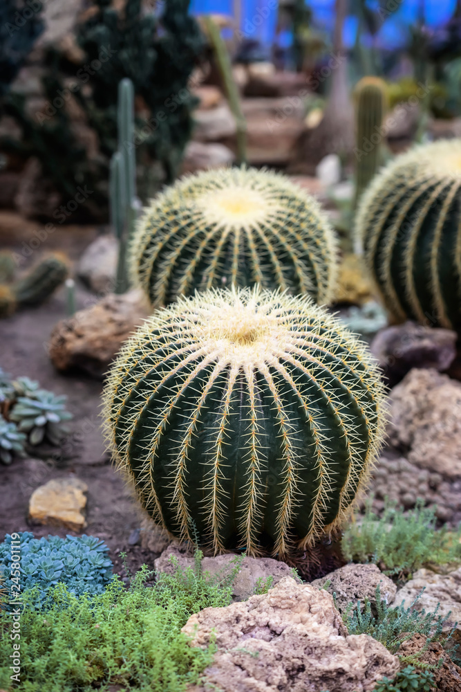 Spherical large green cacti in the landscape, exotic spiny botanical background Spherical large green cacti in the landscape, exotic spiny botanical background
