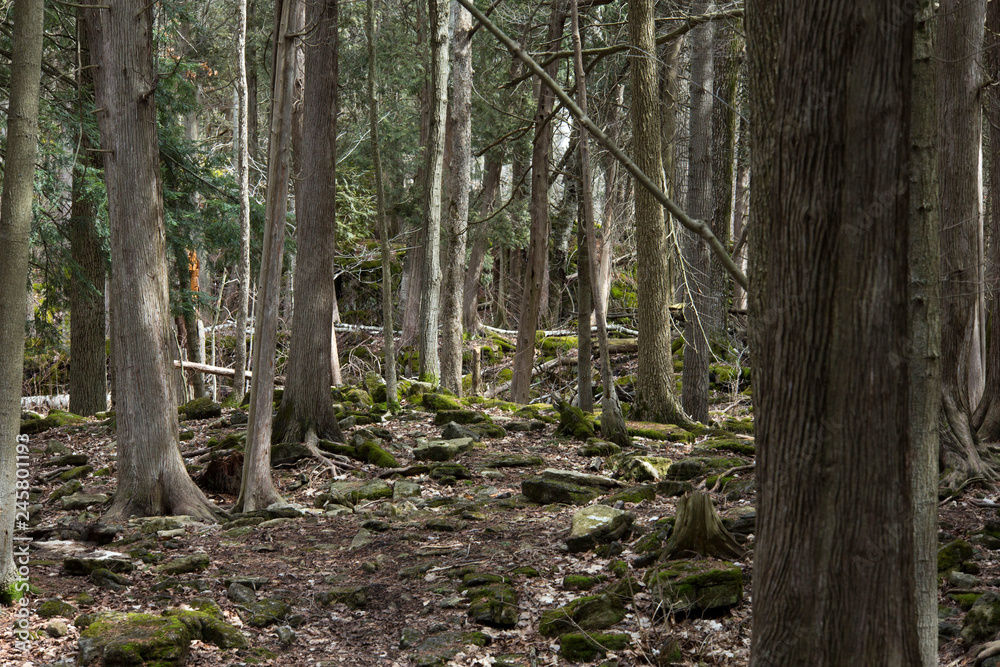 Cedar trees and rocks in the forest Cedar trees and rocks in the forest