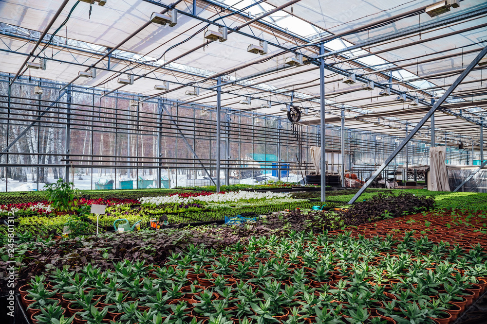 Modern hydroponic greenhouse with climate control system for cultivation of flowers and ornamental plants for gardening