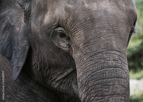 Baby Elephant in Chiang Mai Sanctuary, Thailand