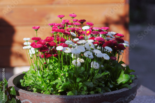 Colorful daisies in a pot / Bellis