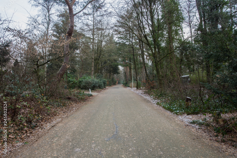 country asphalt road and green trees nature landscape, emoty in the forest country asphalt road and green trees nature landscape, emoty in the forest