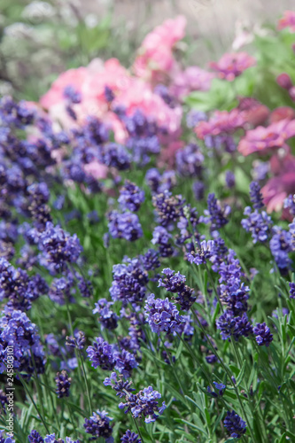 Small purple flowers of lavender bush close up. Selective focus