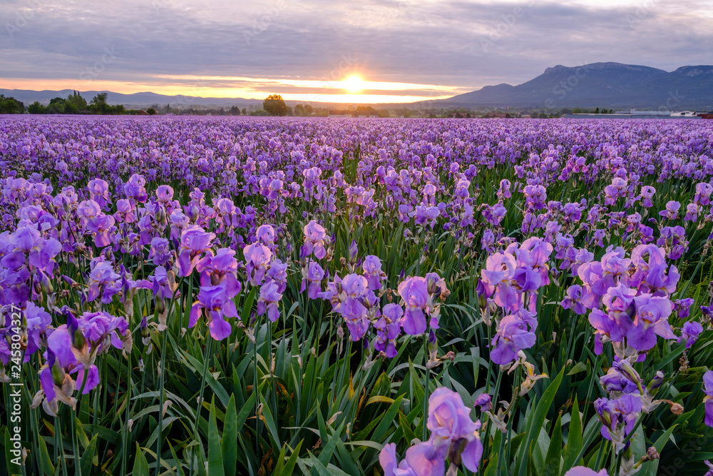  Champ d'iris pallida en Provence, France, lever de soleil.