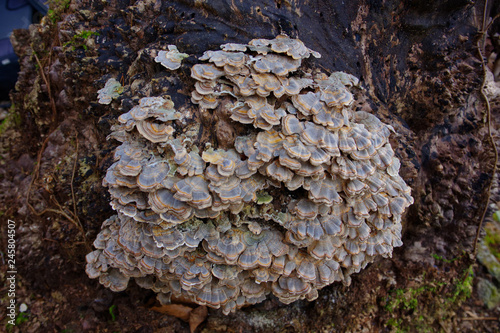 Turkey Tail (Trametes versicolor) mushroom growing on a decaying stump. A cluster of vibrant blue and yellow mushrooms growing in the wild. These herbs have many immune enhancing benefits. 