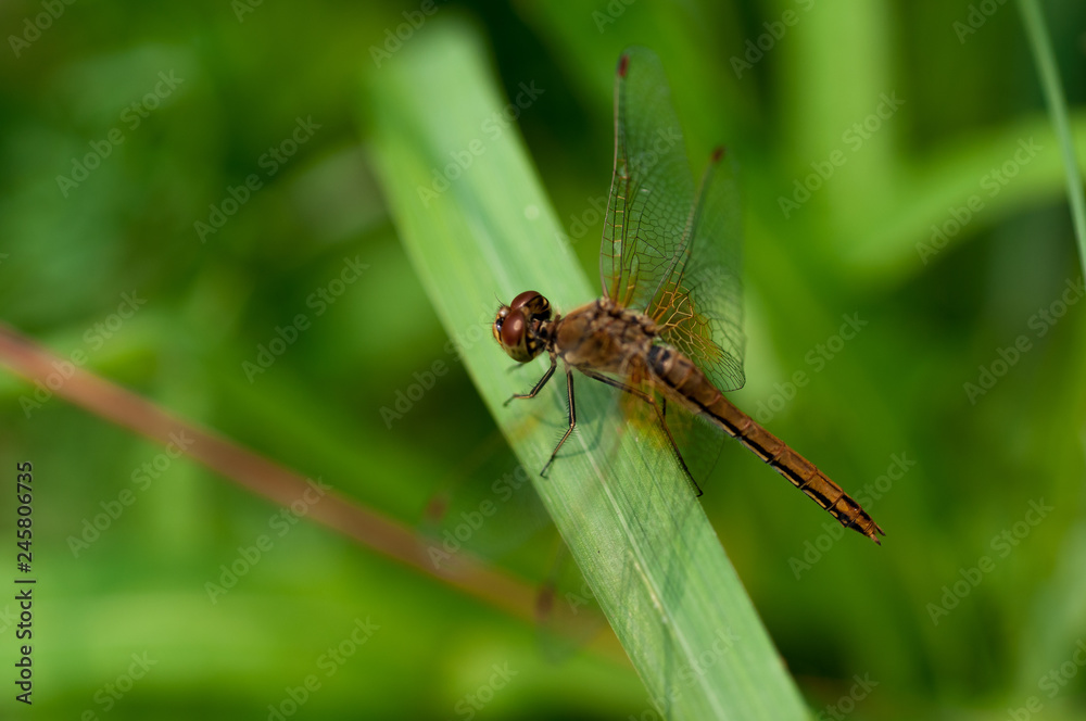 Dragonfly brown color on green grass Dragonfly brown color on green grass