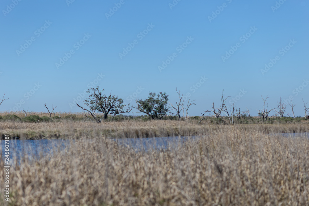 Barren trees surrounded by tall grass deep in bayou country