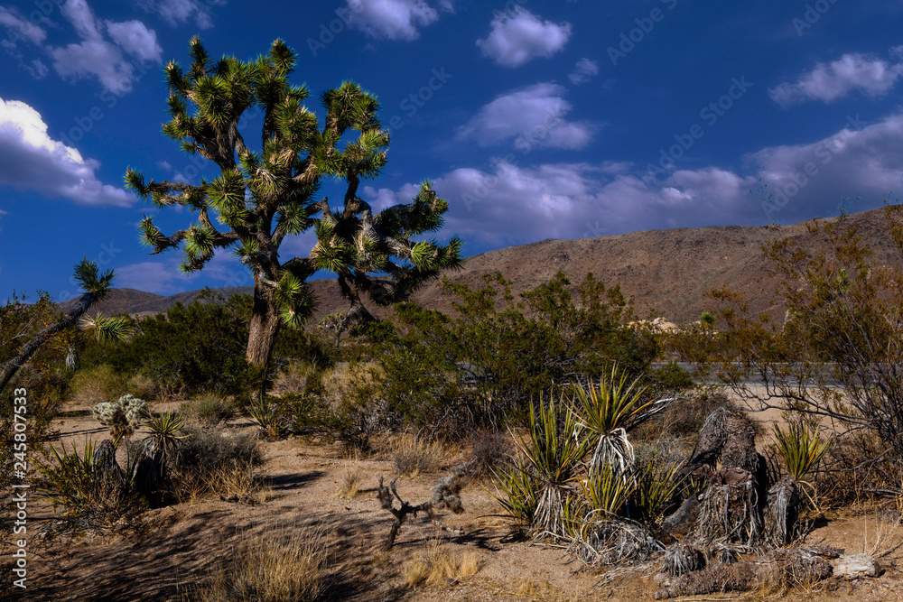 Joshua tree