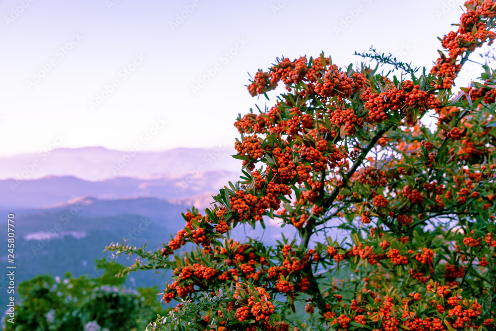 Red berries, like a mountain ash, on the background of mountains