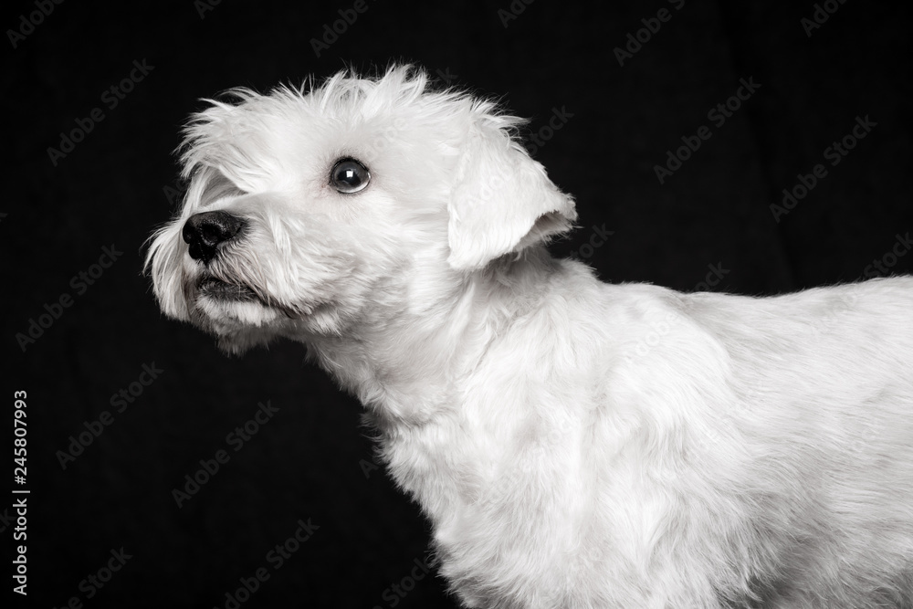 white schnauzer dog white schnauzer dog