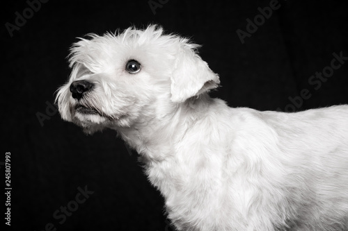 white schnauzer dog © baiajaku