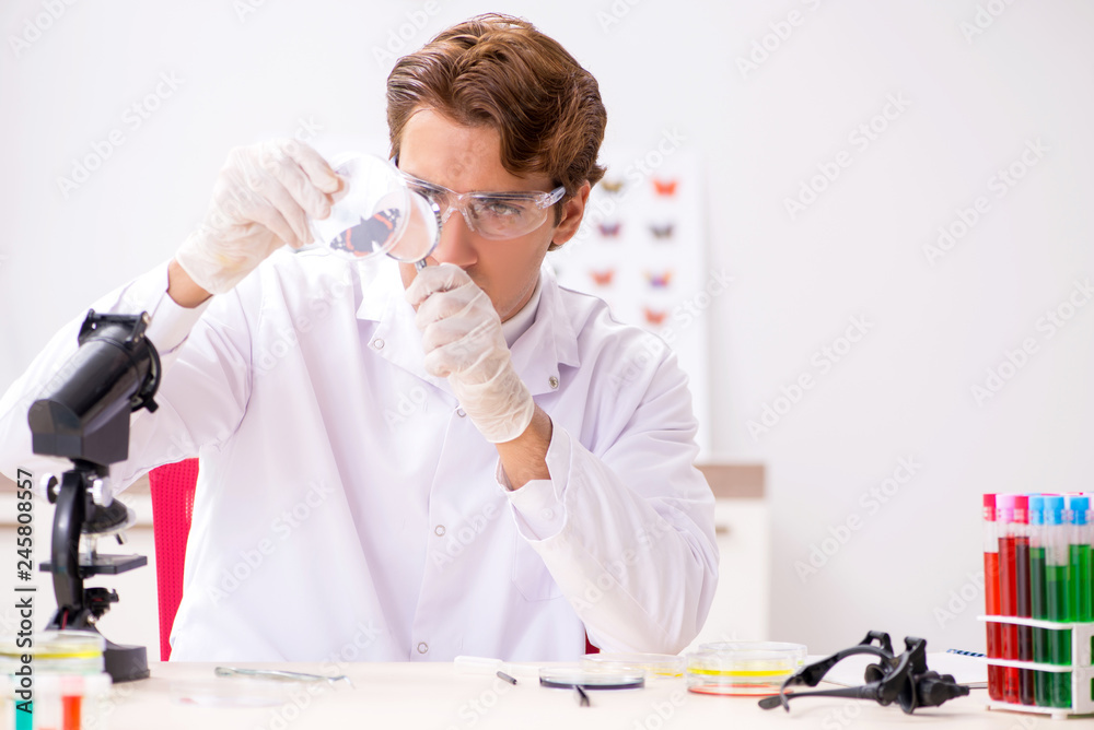 Scientist entomologist studying new butterfly species Scientist entomologist studying new butterfly species