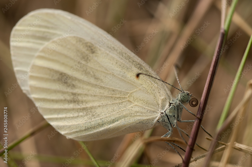 Butterfly Whitefish pea, Latin Leptidea sinapis Butterfly Whitefish pea, Latin Leptidea sinapis
