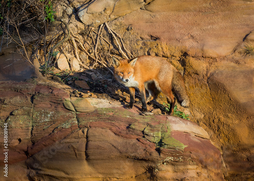 Red Fox British Wildlife photo