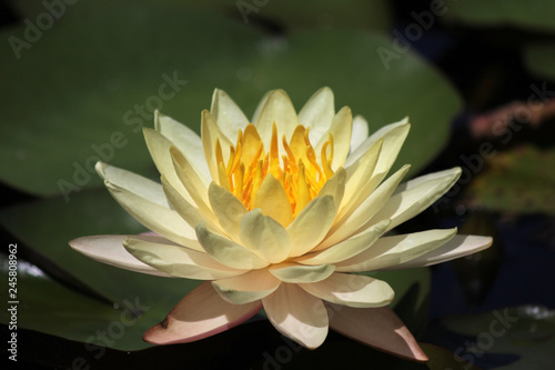 blooming lotus flower in pond