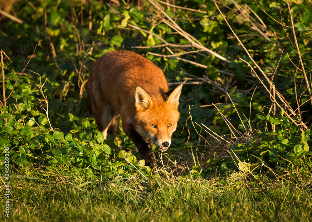 Fototapeta premium Red Fox British Wildlife