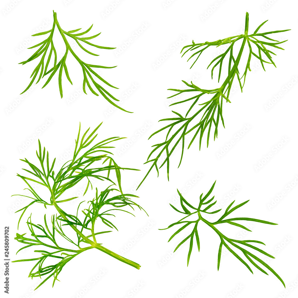 Fresh dill herb isolated on white background Fresh dill herb isolated on white background
