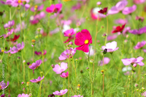 colorful genus zinnia or cosmos flower in the garden