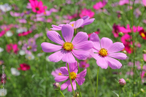 colorful genus zinnia or cosmos flower in the garden