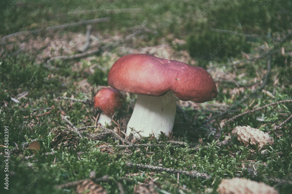 Mushrooms in autumn forest Mushrooms in autumn forest