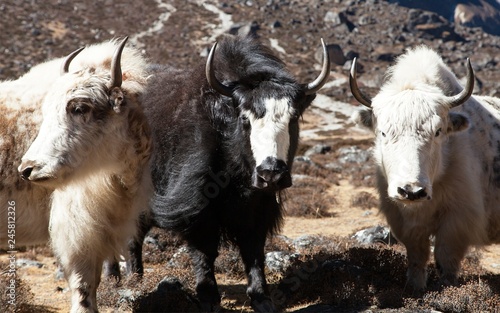 three yaks, Nepal Himalayas mountains photo