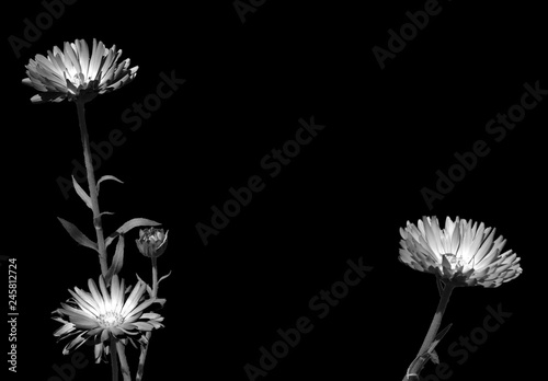 Black and white photo of three plants and their stems, with beautiful fluorescent flowers photo