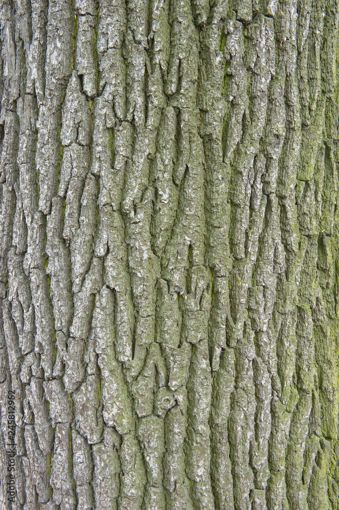 bark of a tree bark of a tree