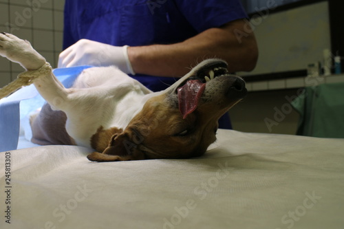 Jack Russel terrier in anesthesia on operating table