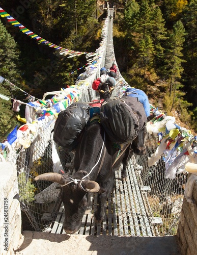 Yaks people on rope hanging suspension bridge