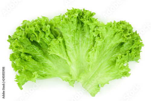 Lettuce leaf isolated on white background close up