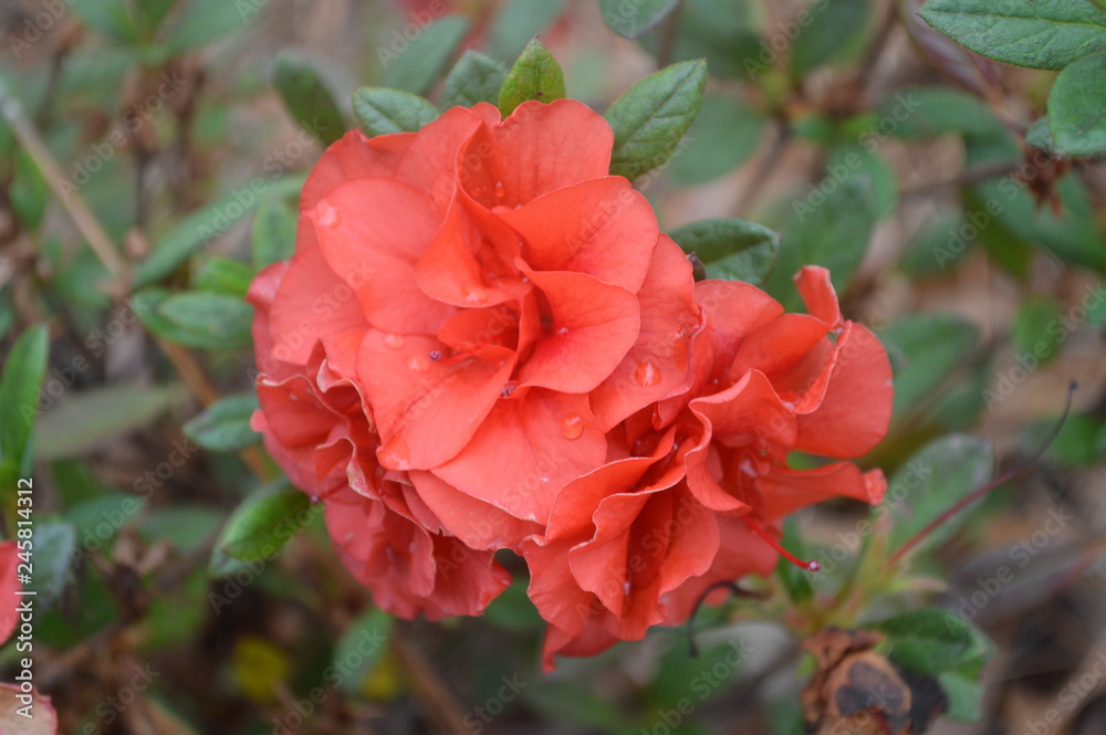 red wildflower red wildflower