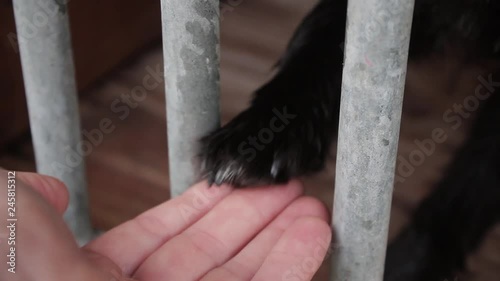 Dogs in a animal shelter