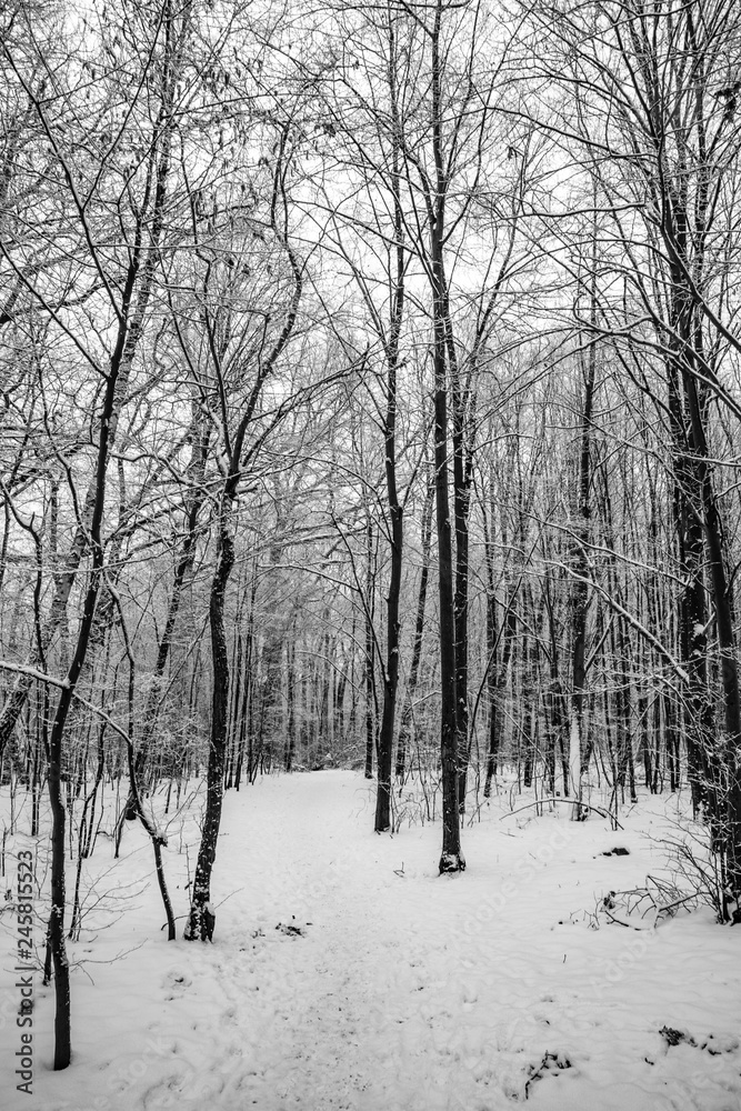 sad winter white-black landscape with trees in the snow in January sad winter white-black landscape with trees in the snow in January