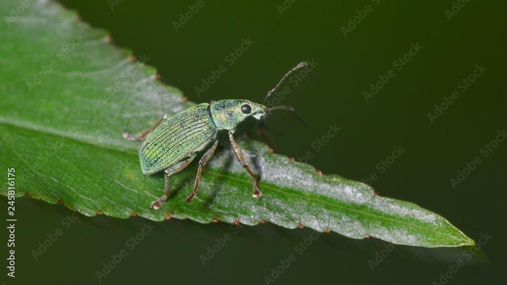 Green weevil on green leaf taken in the BWCA - Boundary Waters Canoe Area in Northern Minnesota Green weevil on green leaf taken in the BWCA - Boundary Waters Canoe Area in Northern Minnesota