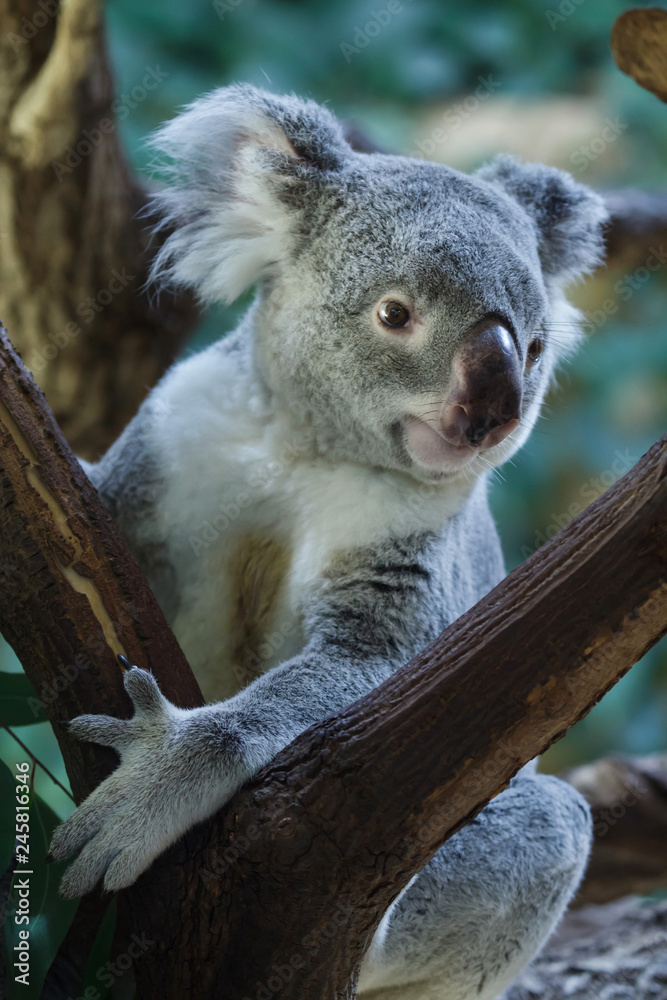 Naklejka premium Queensland koala (Phascolarctos cinereus adustus)