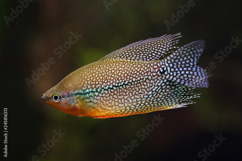 Pearl gourami (Trichopodus leerii) photo