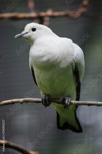 Pied imperial pigeon (Ducula bicolor).