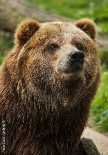 Mainland grizzly (Ursus arctos horribilis).