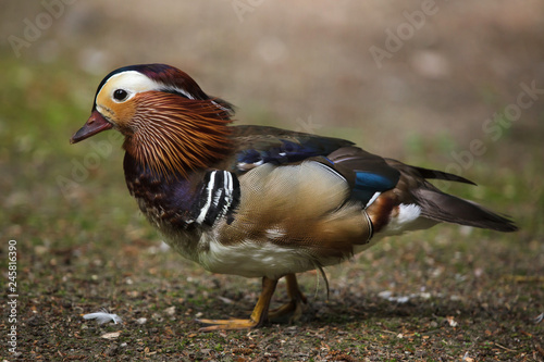 Mandarin duck  Aix galericulata .