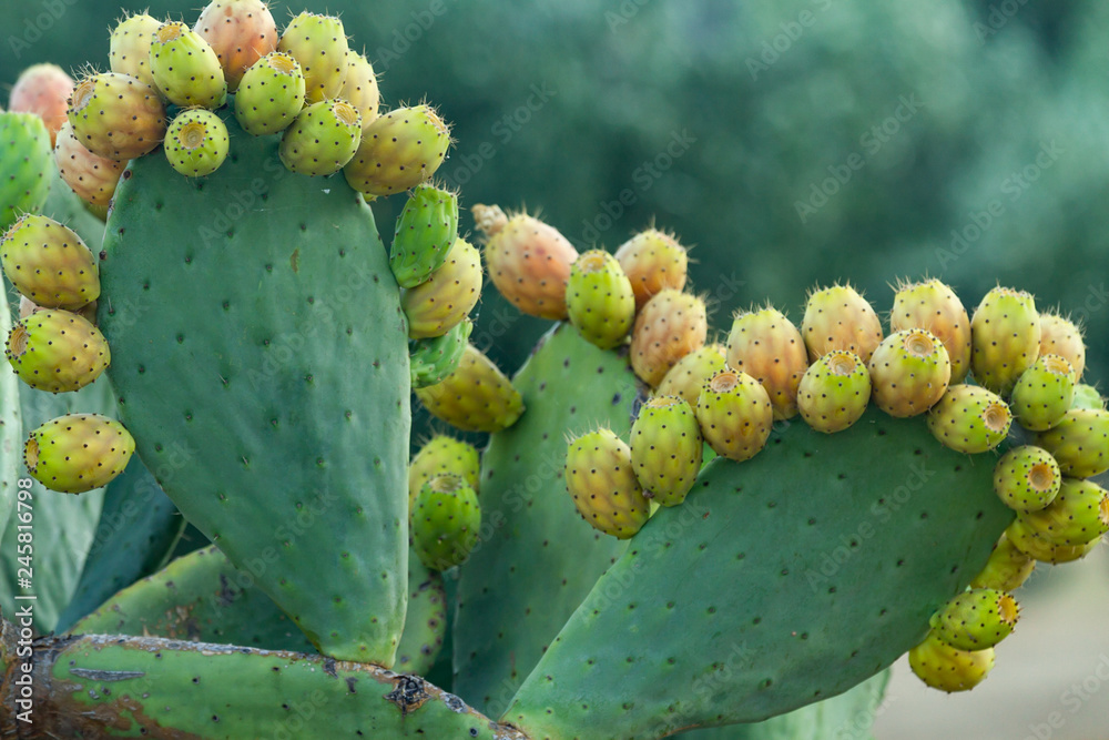 Obraz premium Pricklu pears (mediterranean fruits, Samos, Greece)