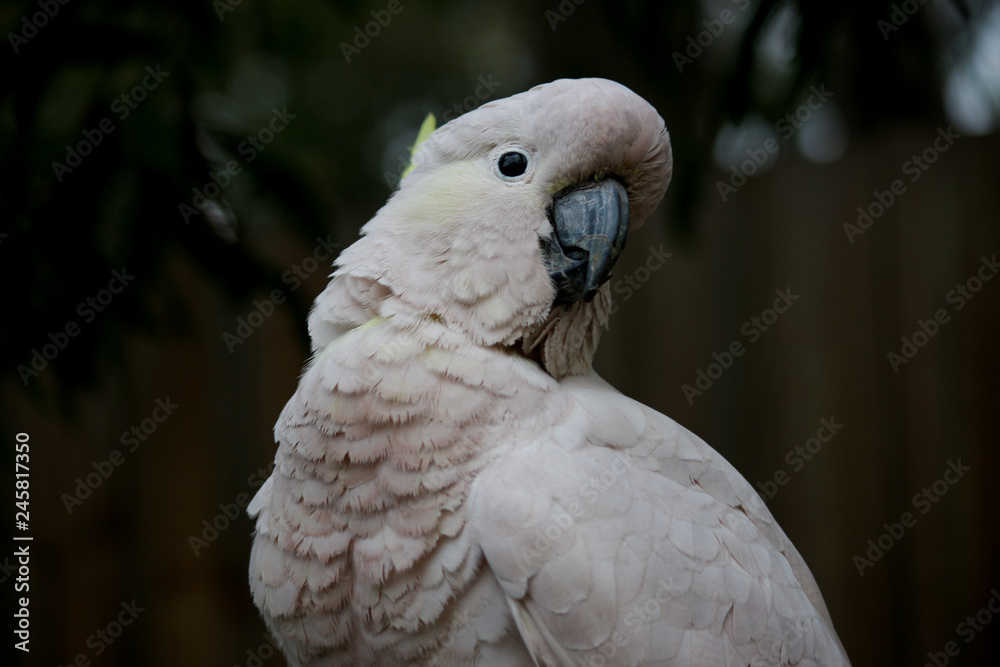The Sulphur-crested Cockatoo (Cacatua galerita) portrait The Sulphur-crested Cockatoo (Cacatua galerita) portrait