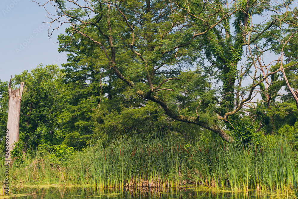 Fototapeta premium tree in a wetlands