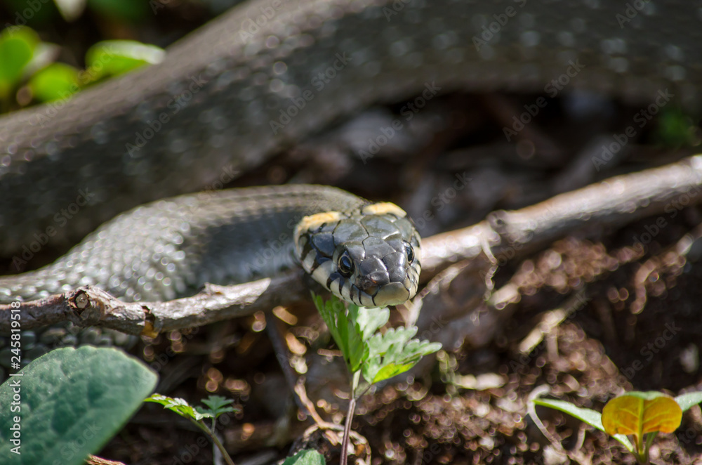 Naklejka premium Grass snake in its natural habitat. Fauna of Ukraine. Shallow depth of field, close-up.