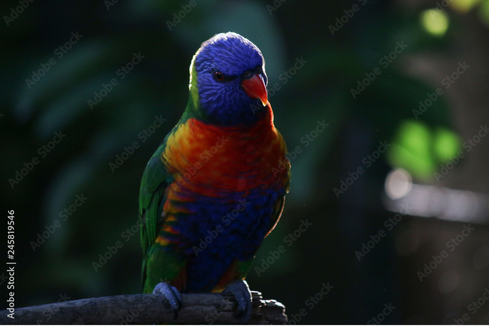 Obraz premium Rainbow Lorikeet birds Portrait with back light