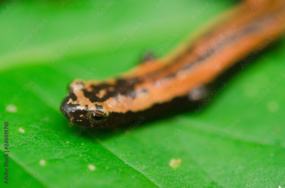 Salamandra Lengua de Hongo