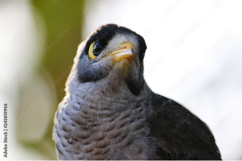 Obraz premium The noisy miner (Manorina melanocephala) Australian bird close up