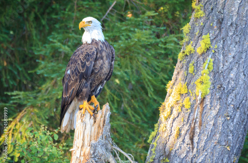 bald eagle perched photo