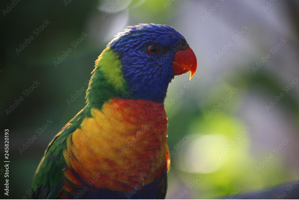 Rainbow Lorikeet pretty birds Portrait Rainbow Lorikeet pretty birds Portrait