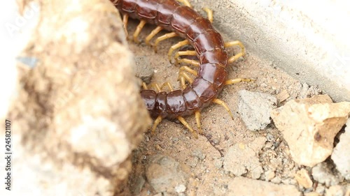 centipede (Scolopendra sp.) on ground photo