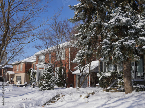 Photography tree lined  residential street in winter